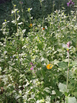 flowers